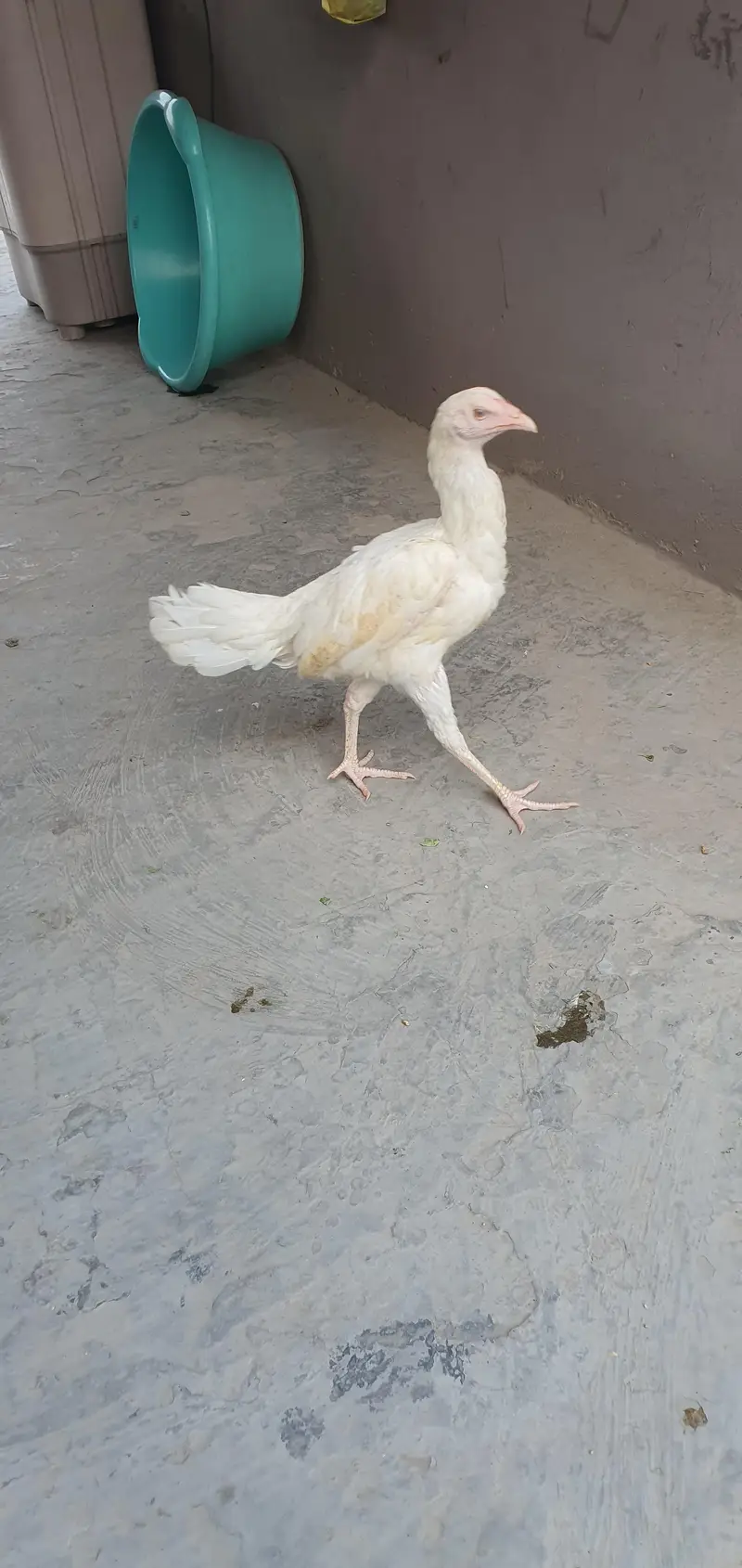 Aseel Birds — photo 11