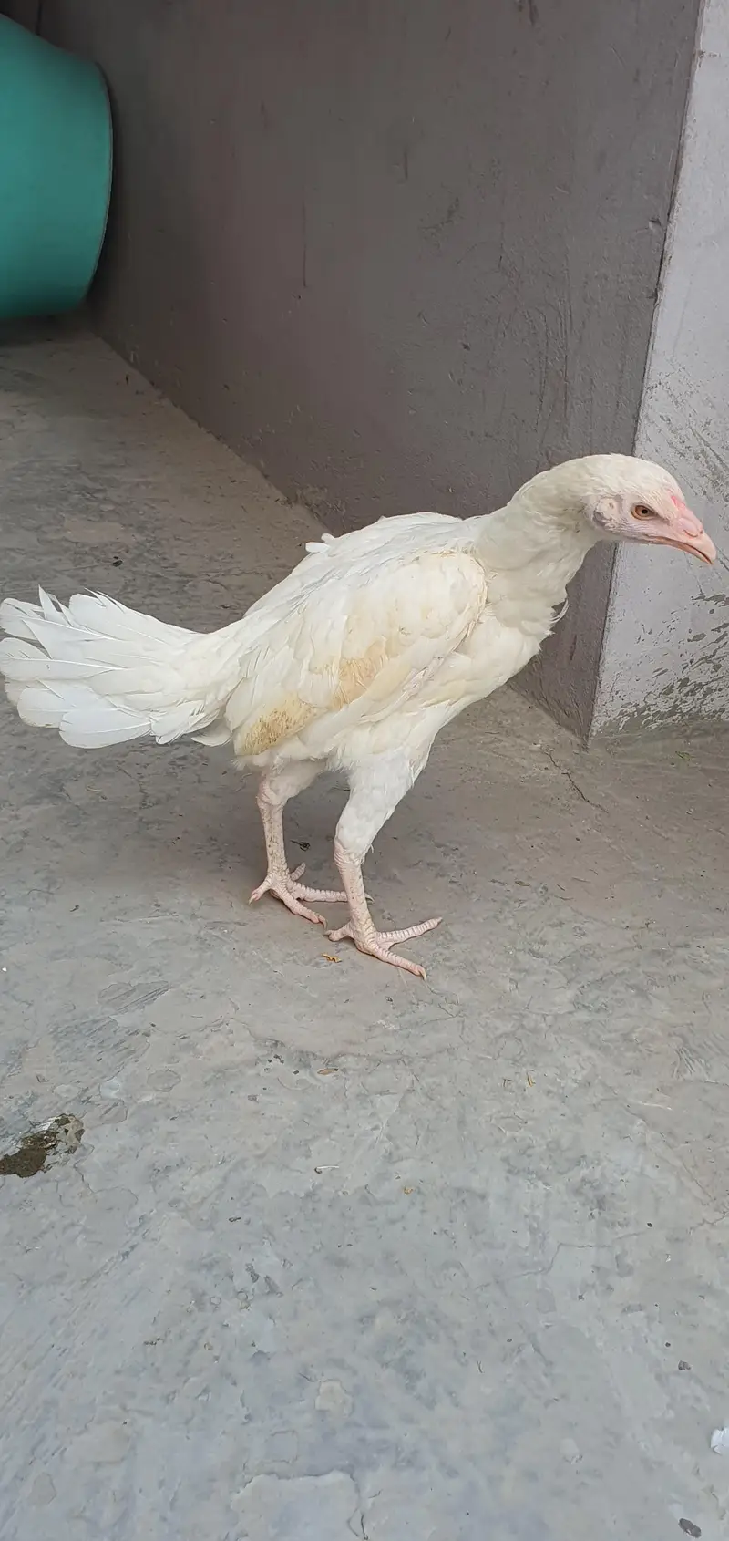 Aseel Birds — photo 12