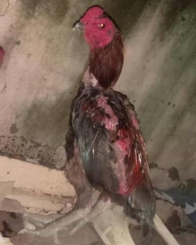 thai ring bird