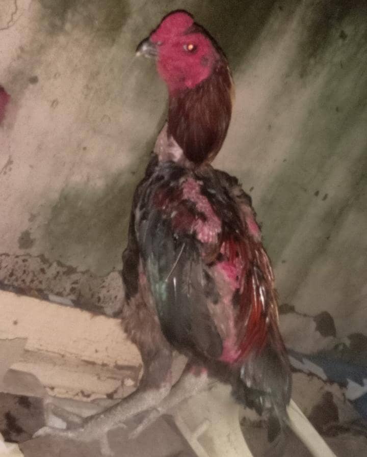 thai ring bird 0