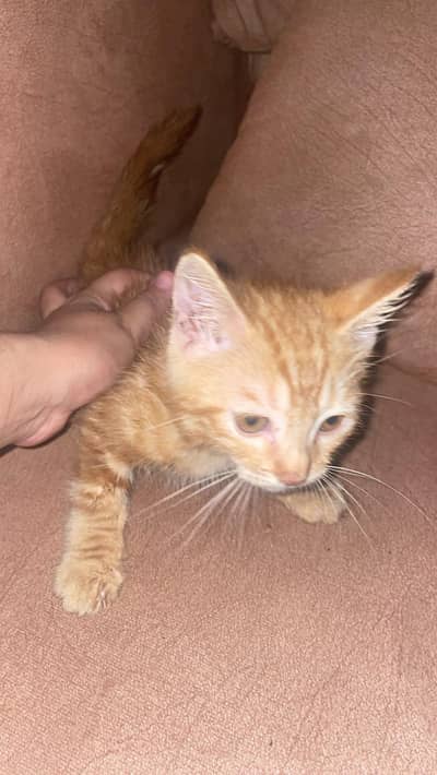 cat for sale