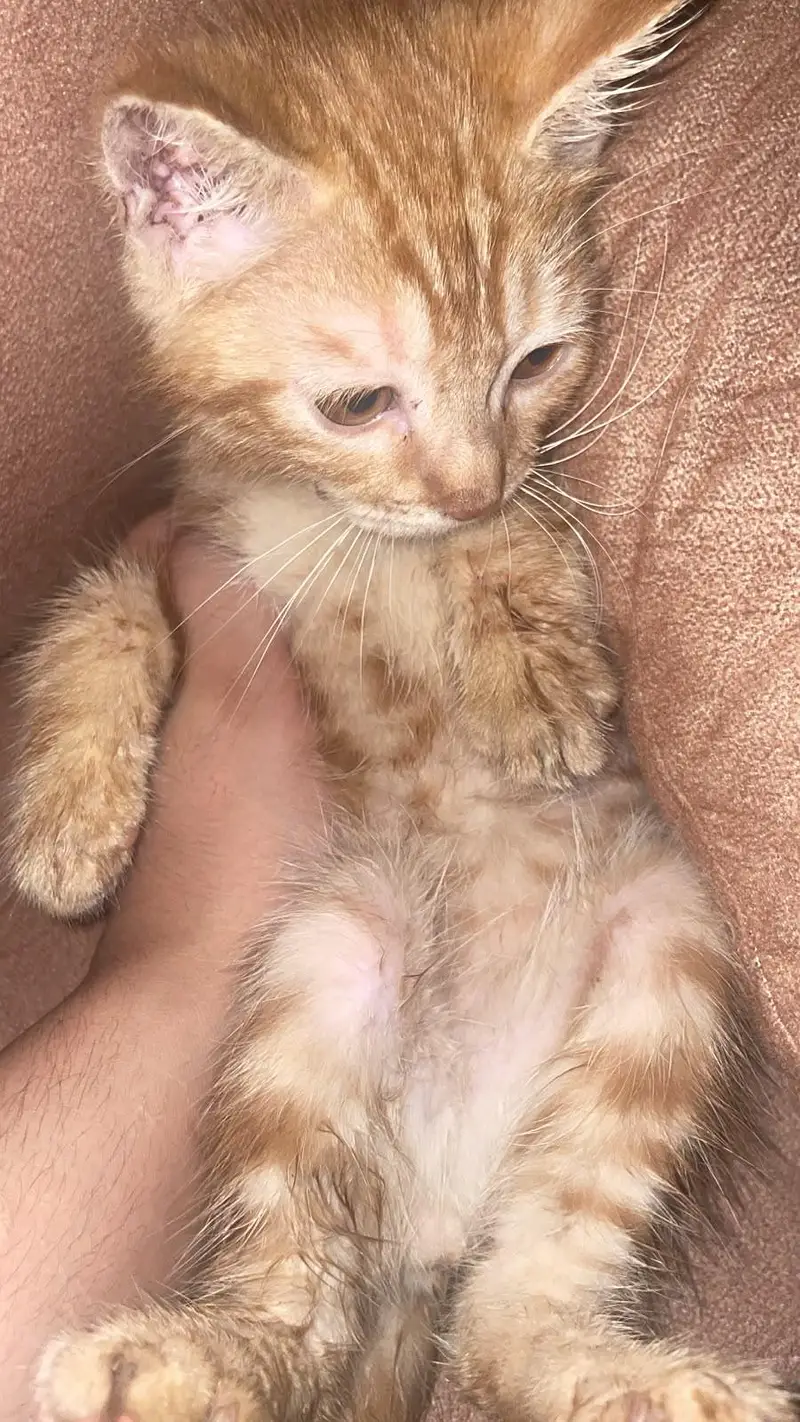 cat for sale — photo 2