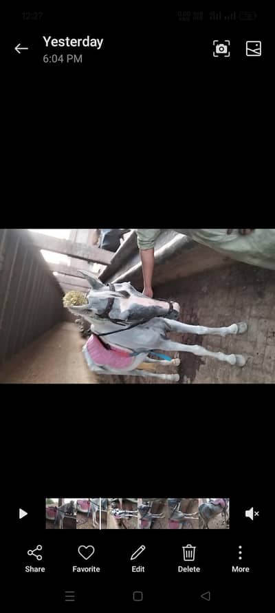 Mare for sale