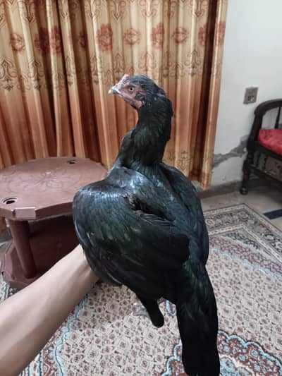Thai Cross Hen + Pure Dragon Pathi
