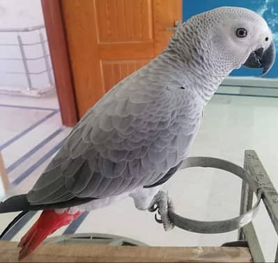 African parrot grey colour for sale