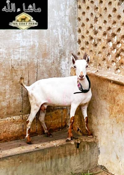 Tedy bakri