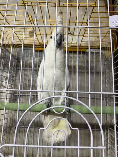 02 lorries play ful pairs / medium sulphur cockatoo