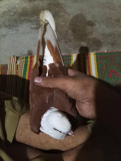 karbali male Available kacpara haa