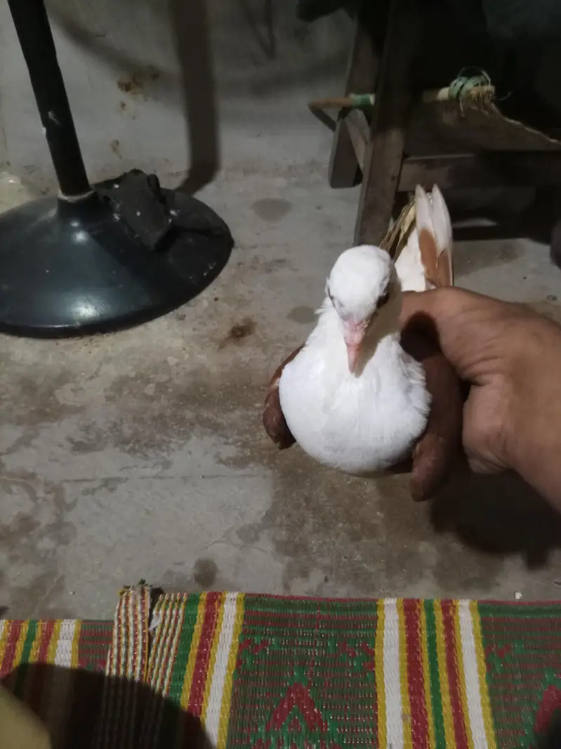 karbali male Available kacpara haa — photo 4