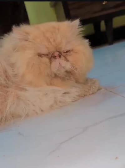 Pure Persian Peki/Peke Face Stud Male For Sale