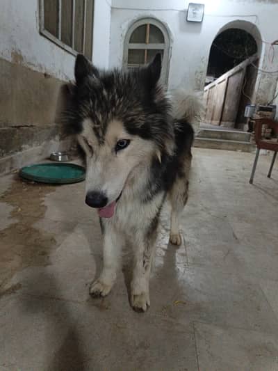 alaskian malamute dog