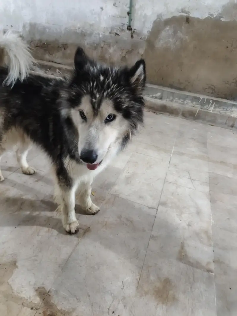 alaskian malamute dog — photo 2