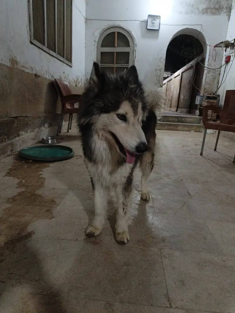 alaskian malamute dog — photo 3