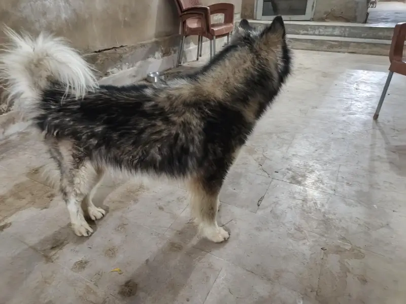 alaskian malamute dog — photo 4