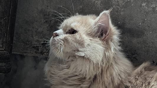 Persian Cat Triple coated kitten