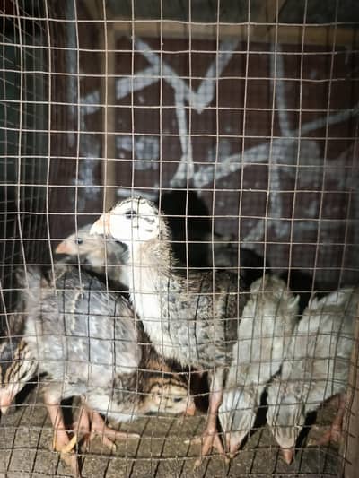 guinea fowl healthy and active chiks