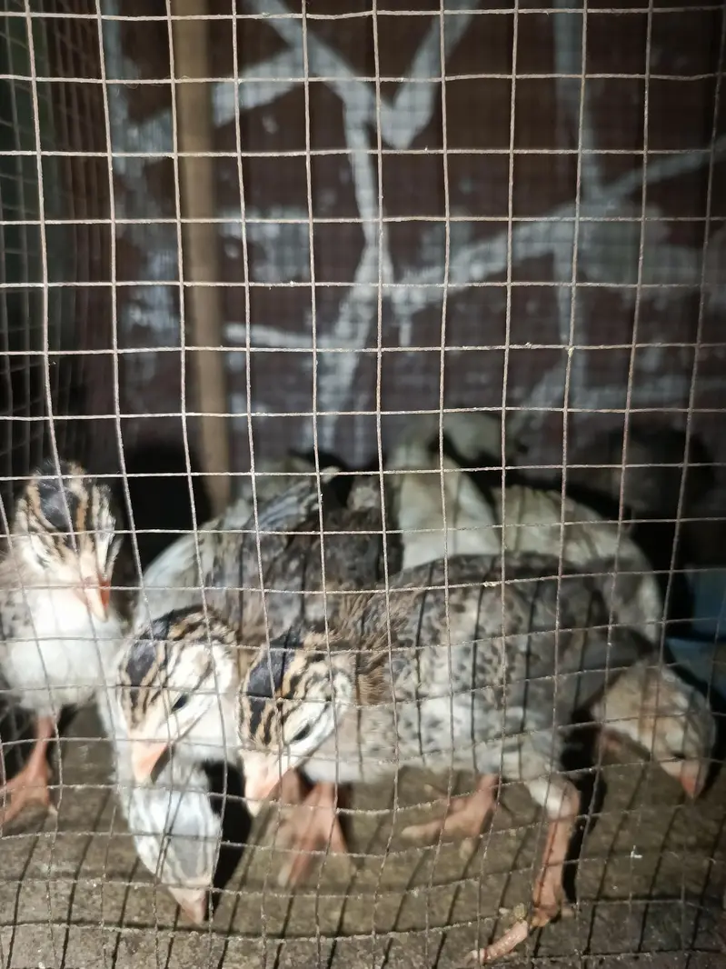 guinea fowl healthy and active chiks — photo 2