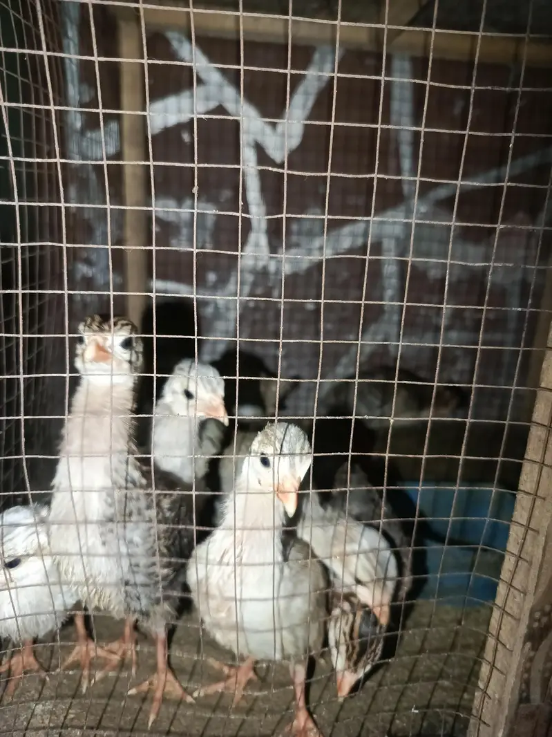 guinea fowl healthy and active chiks — photo 3