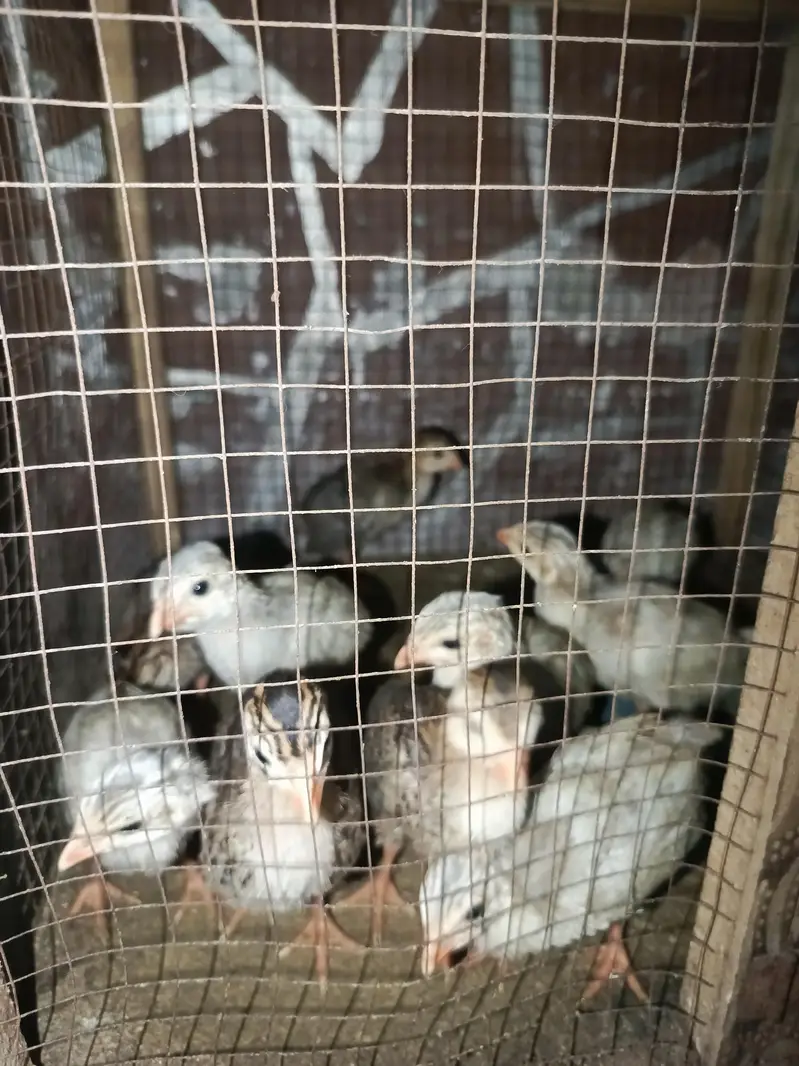 guinea fowl healthy and active chiks — photo 4