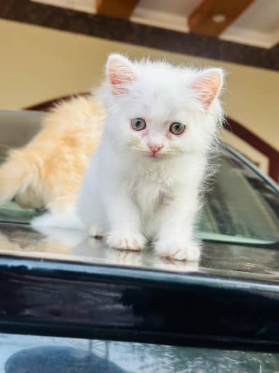 Pure Persian White Kitten for Sale | Home Breed |