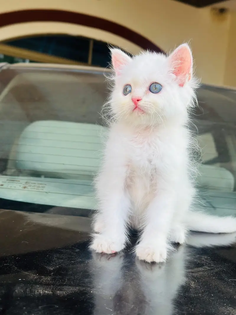 Pure Persian White Kitten for Sale | Home Breed | — photo 2