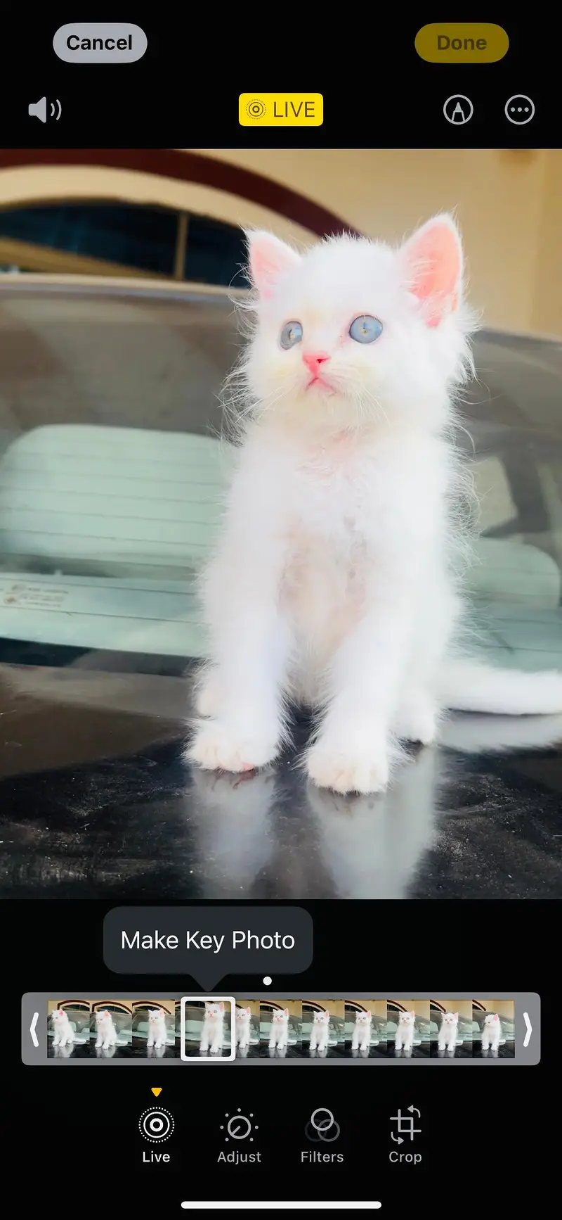 Pure Persian White Kitten for Sale | Home Breed | — photo 3