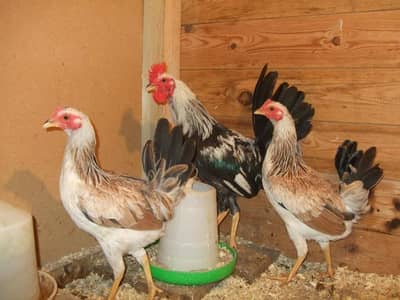 dandarvi hen