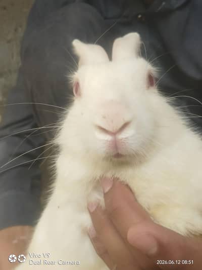 White red eye male breeder