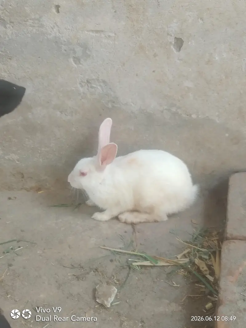 White red eye male breeder — photo 2