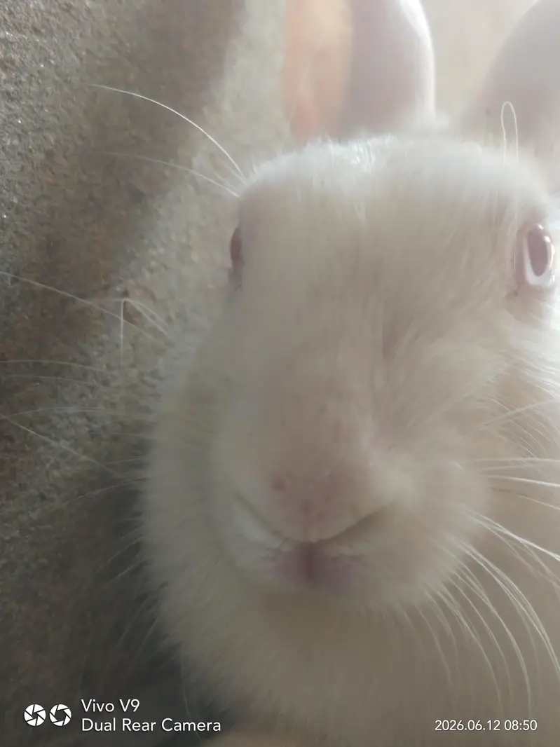 White red eye male breeder — photo 3