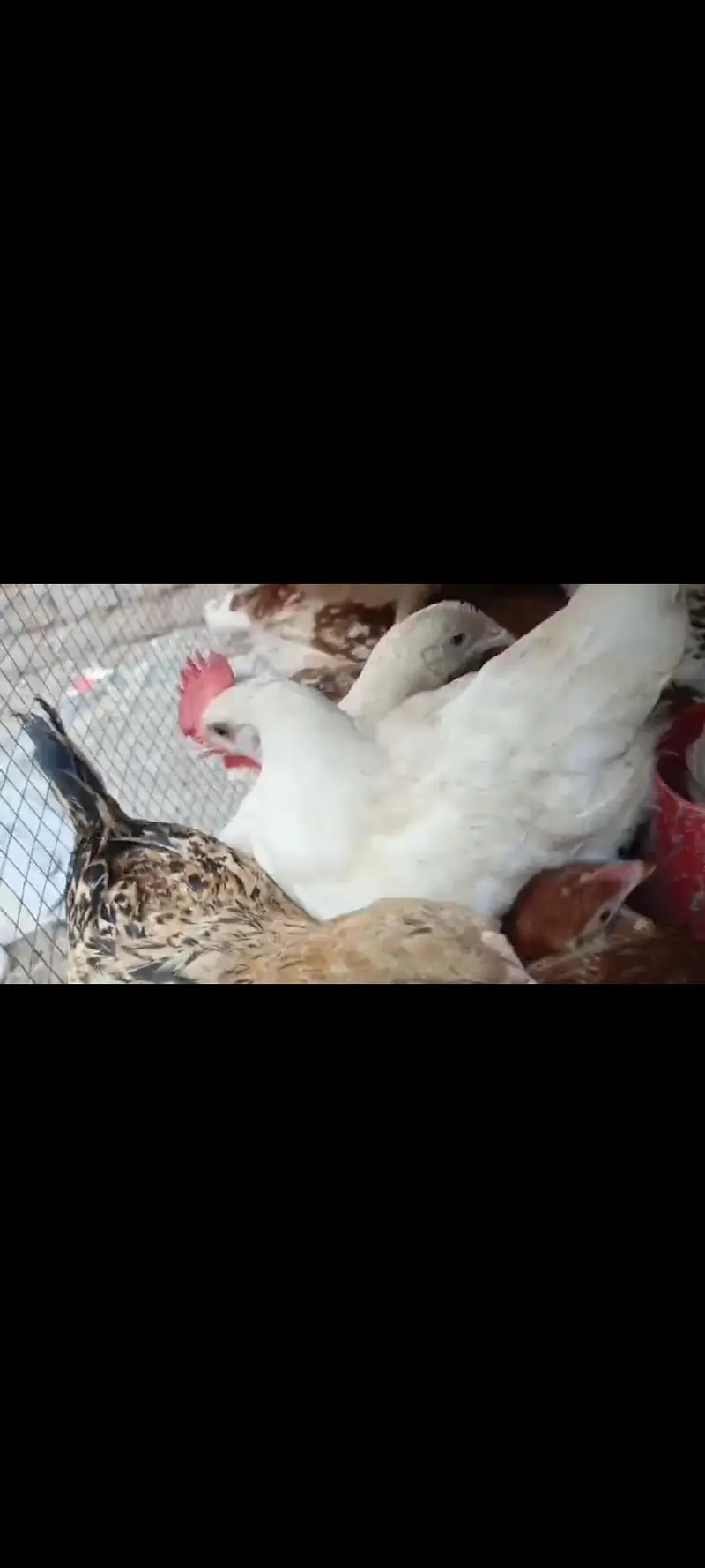 golden misri birds hy — photo 3