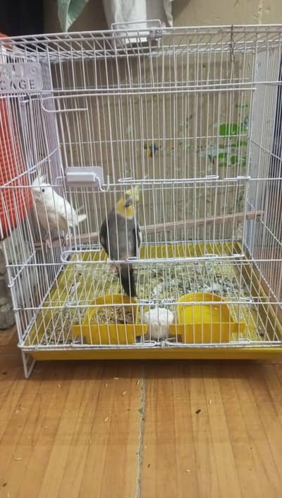 breeder pair