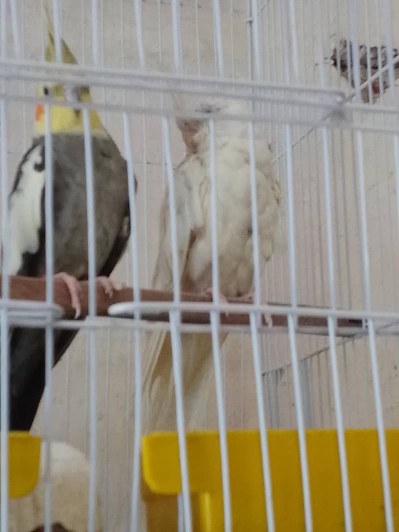 breeder pair 1