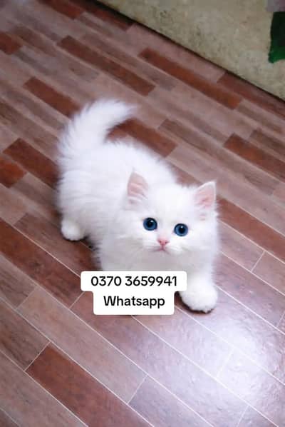 Persian Female kitten for sale