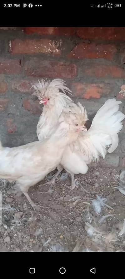 white polish breeder pair egg laying
