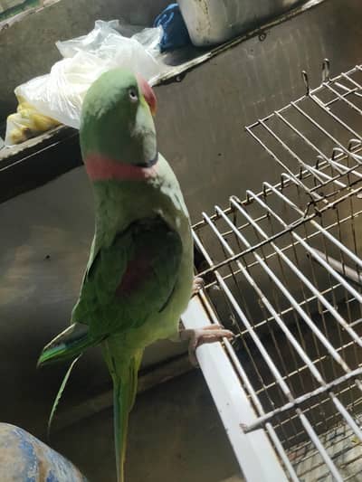 Raw male parrot full healthy with cage 03o16o1oOoO