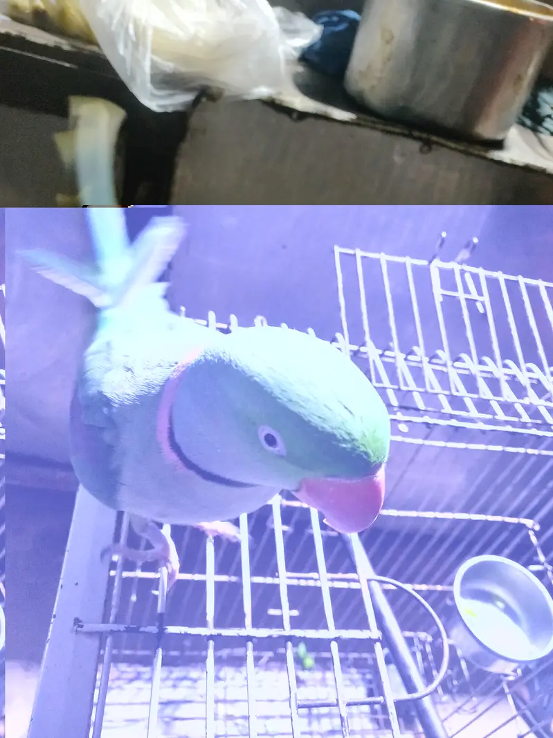 Raw male parrot full healthy with cage 03o16o1oOoO — photo 2