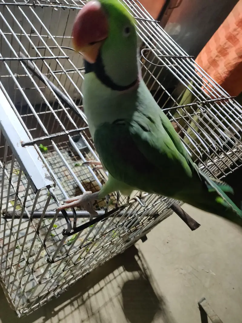 Raw male parrot full healthy with cage 03o16o1oOoO — photo 3