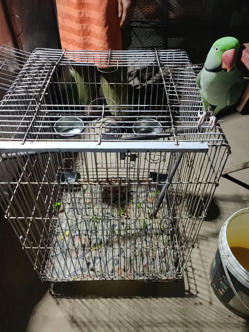 Raw male parrot full healthy with cage 03o16o1oOoO — photo 4