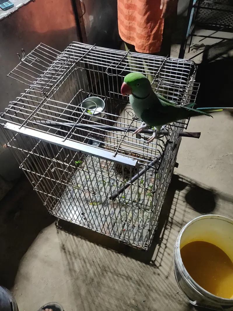 Raw male parrot full healthy with cage 03o16o1oOoO — photo 5