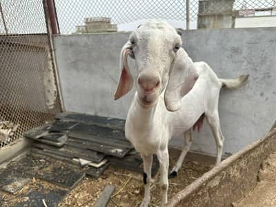 selling my goats