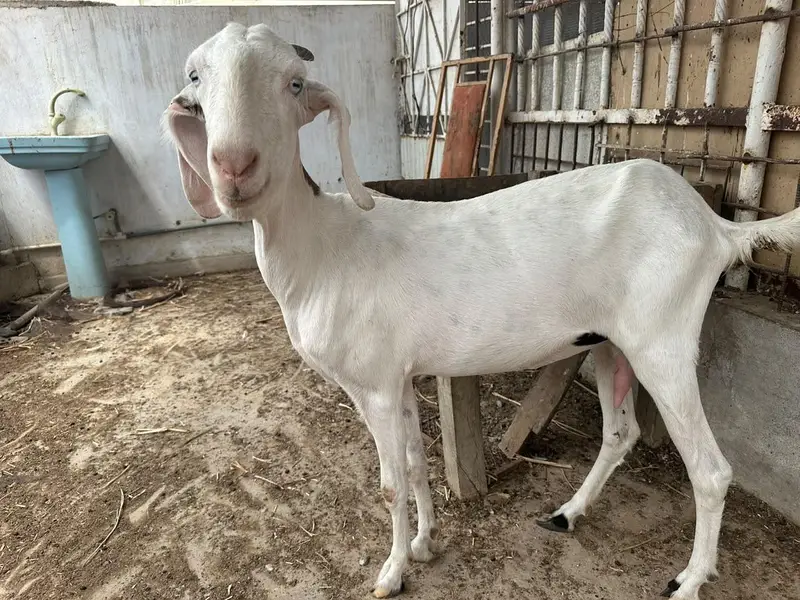 selling my goats — photo 2