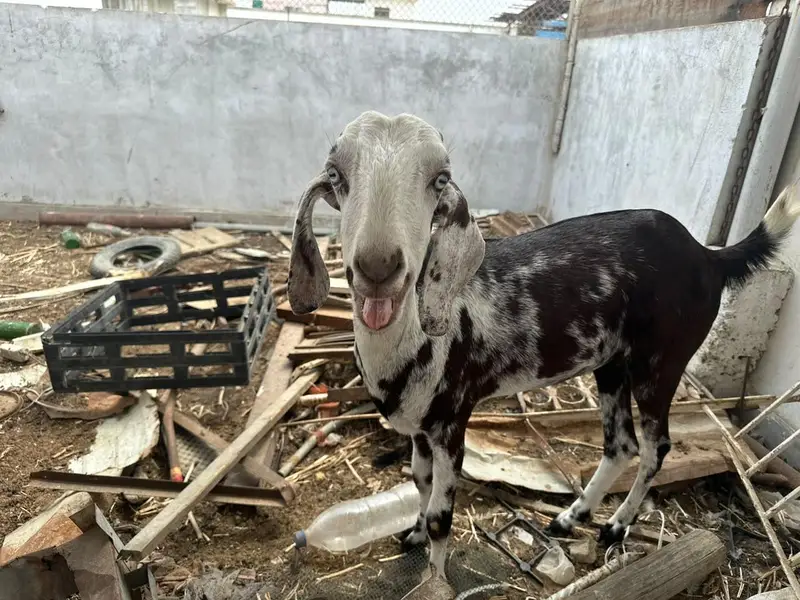 selling my goats — photo 3