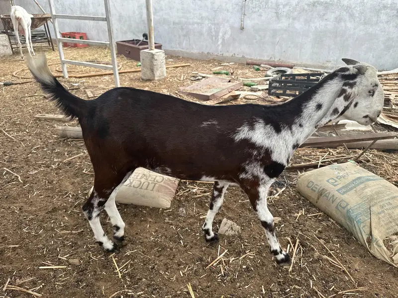 selling my goats — photo 4