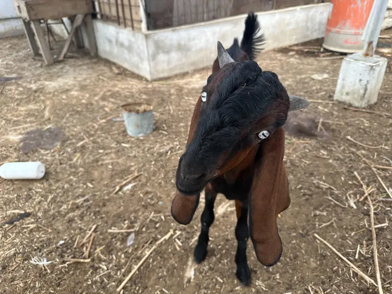 selling my goats — photo 5
