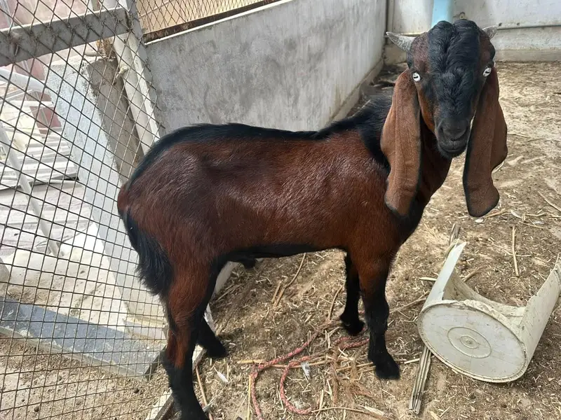 selling my goats — photo 6