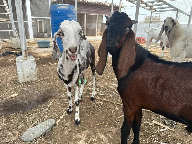 selling my goats — photo 7