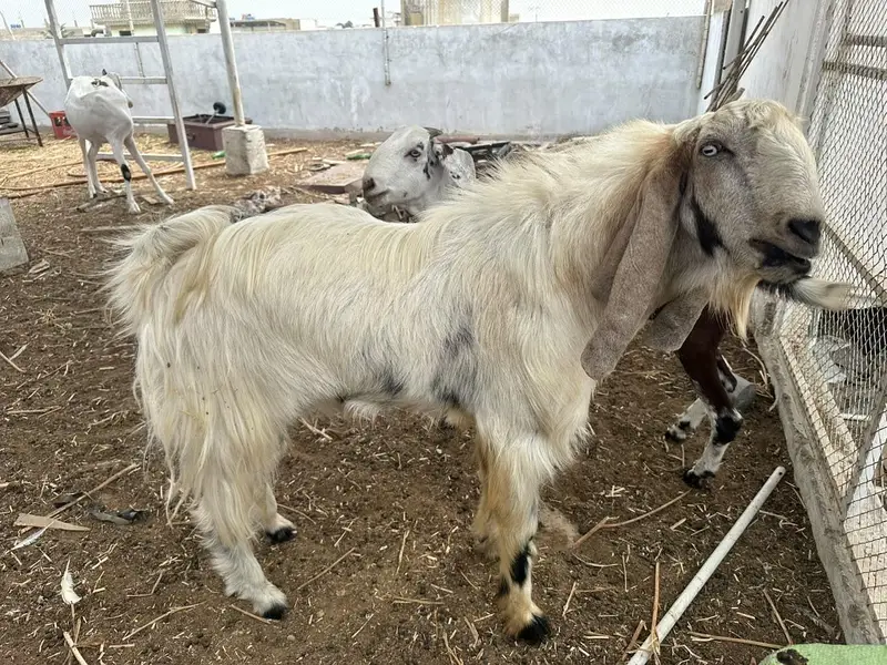 selling my goats — photo 8