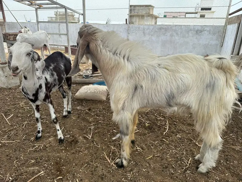 selling my goats — photo 9