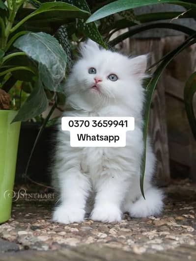 Persian Female kitten for sale